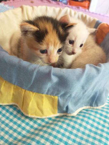 Gatos siameses