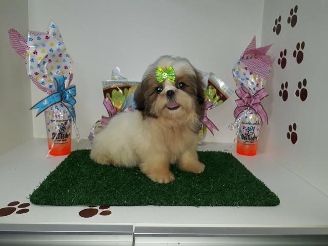 Lindos filhotes de shih tzu macho e fêmea em 10x já vacinados enviamos até você!!! - Foto 2