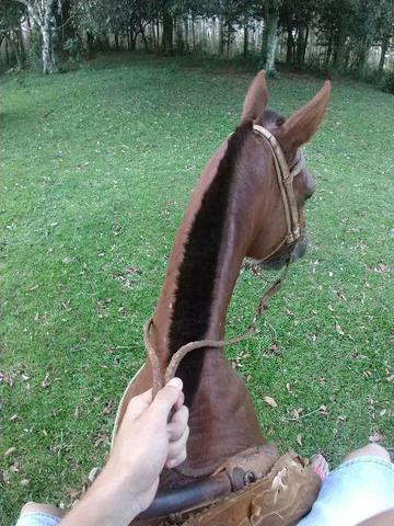 Cavalo inglês x quarto de milha
