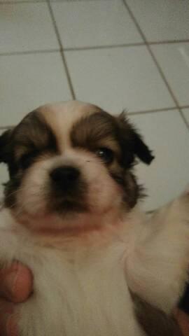 Vendo - Foto 2