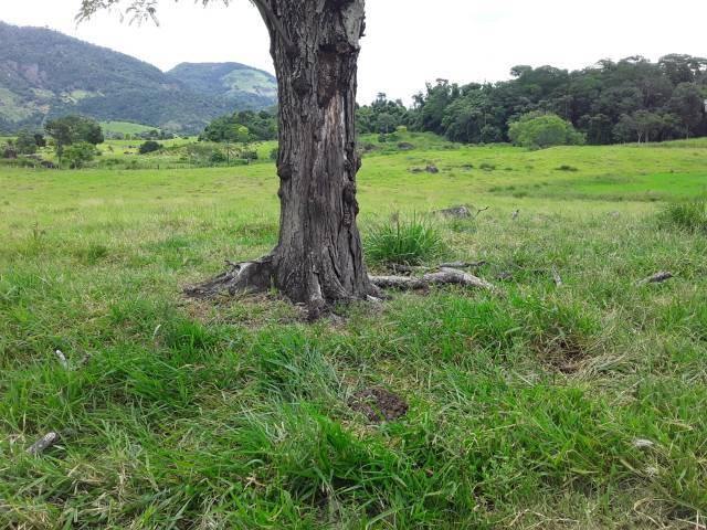 Fazenda 180 alqueires Linhares - Foto 11