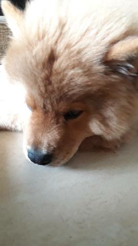 Chow chow puro macho 250.00 cada - Foto 3