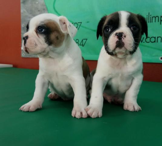 Porte Pequeno Ideal Para Seu Apartamento Conheça O Bulldogue Francês Ligue Já - Foto 3