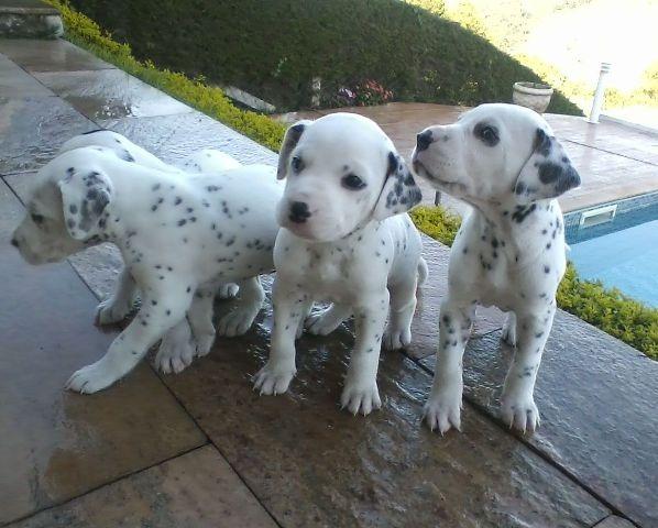Lindos Filhotes Dálmata - Foto 4