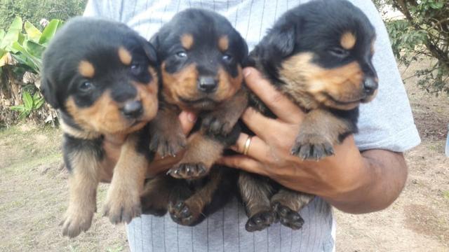 Rottweiler cabeça de touro, com garantias e suporte veterinário gratuito! - Foto 4