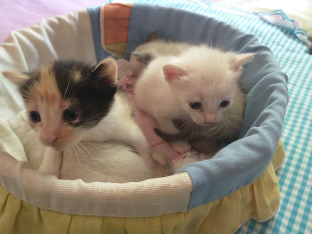 Gatos siameses - Foto 2