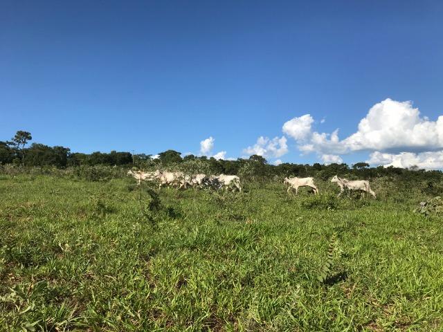 Chácara de 4 Alqueires com Córrego - Aceita Troca por Apto de Menor Valor - Foto 2