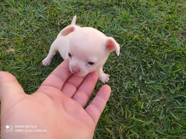 Mine chihuahua Macho