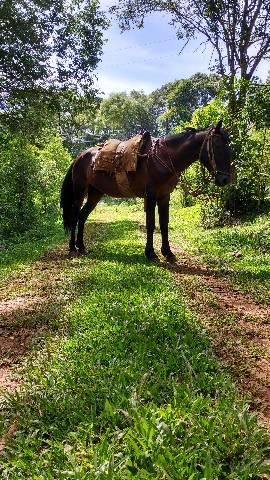 Bagual mangalarga Marchador - Foto 2