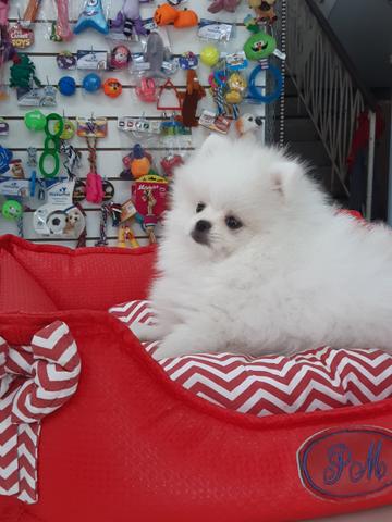 Spitz alemao macho branco neve super promocao