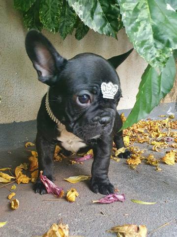 Bulldog Frances Macho