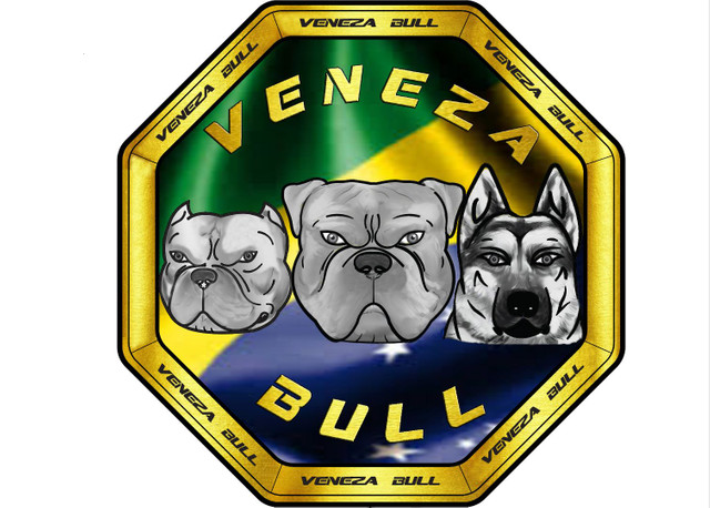 Exotic Bully - Foto 4