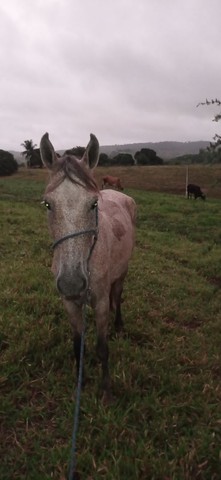 vendo égua de 5/6 anos 2 cria prenha 