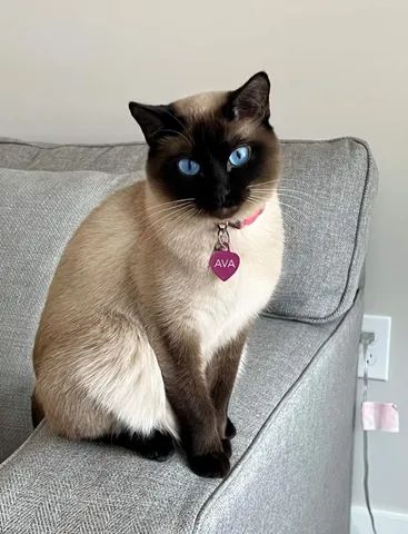Filhotes Seal Point Siamese - 2 meses - Siamês - Pais no local - Fotos Atuais - Foto 6