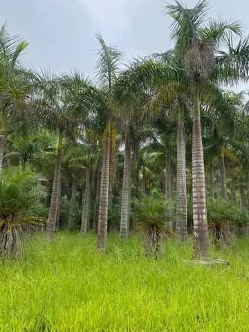 Mudas de palmeria  - Foto 4