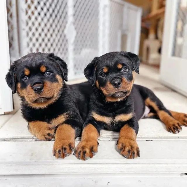 Rottweiler destemido e fiel