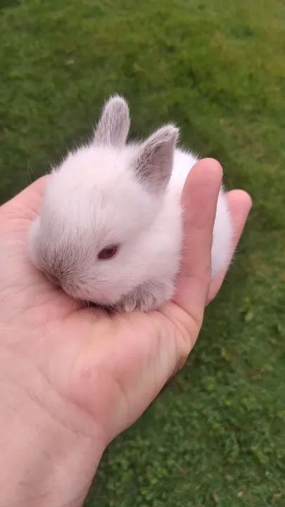 Coelhinho bebê, muito fofo!