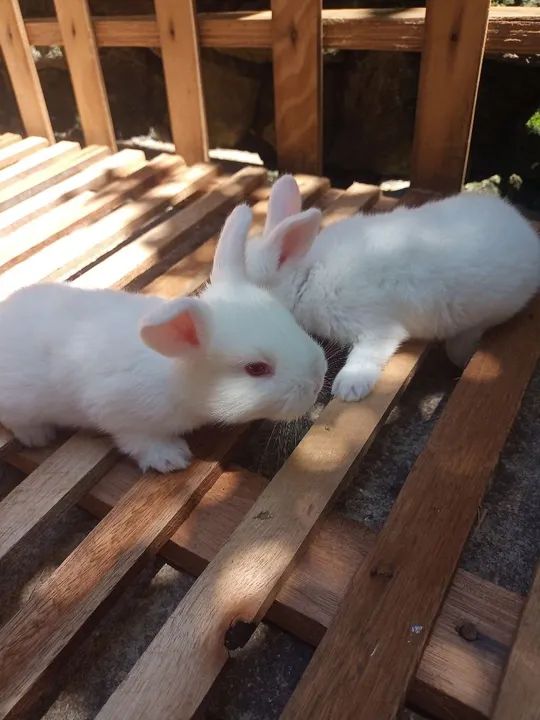 Coelho Nova Zelândia zona leste de São Paulo  - Foto 3