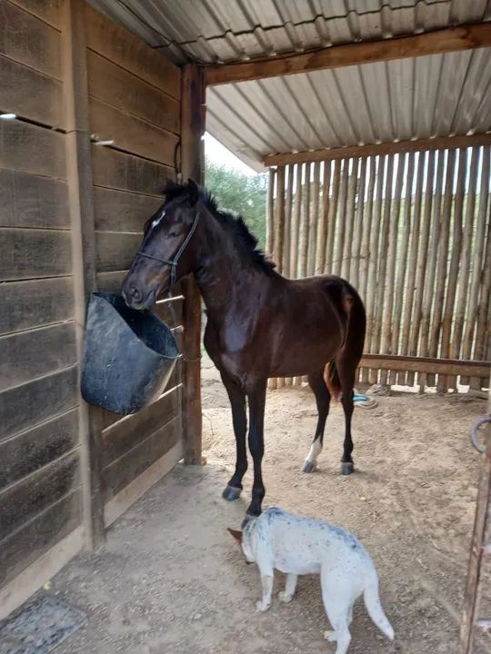 Cavalo Mangalarga Marchador