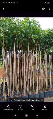 Mudas de árvores nativas e exoticas - Foto 2