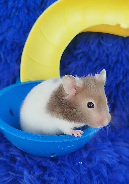 Hamster sírio ZAP: *80 - Foto 3