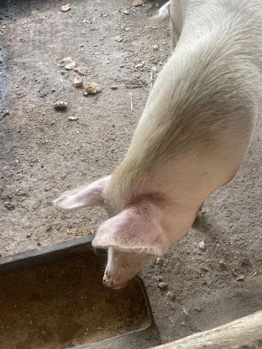 Leitões e Porcos  - Foto 5