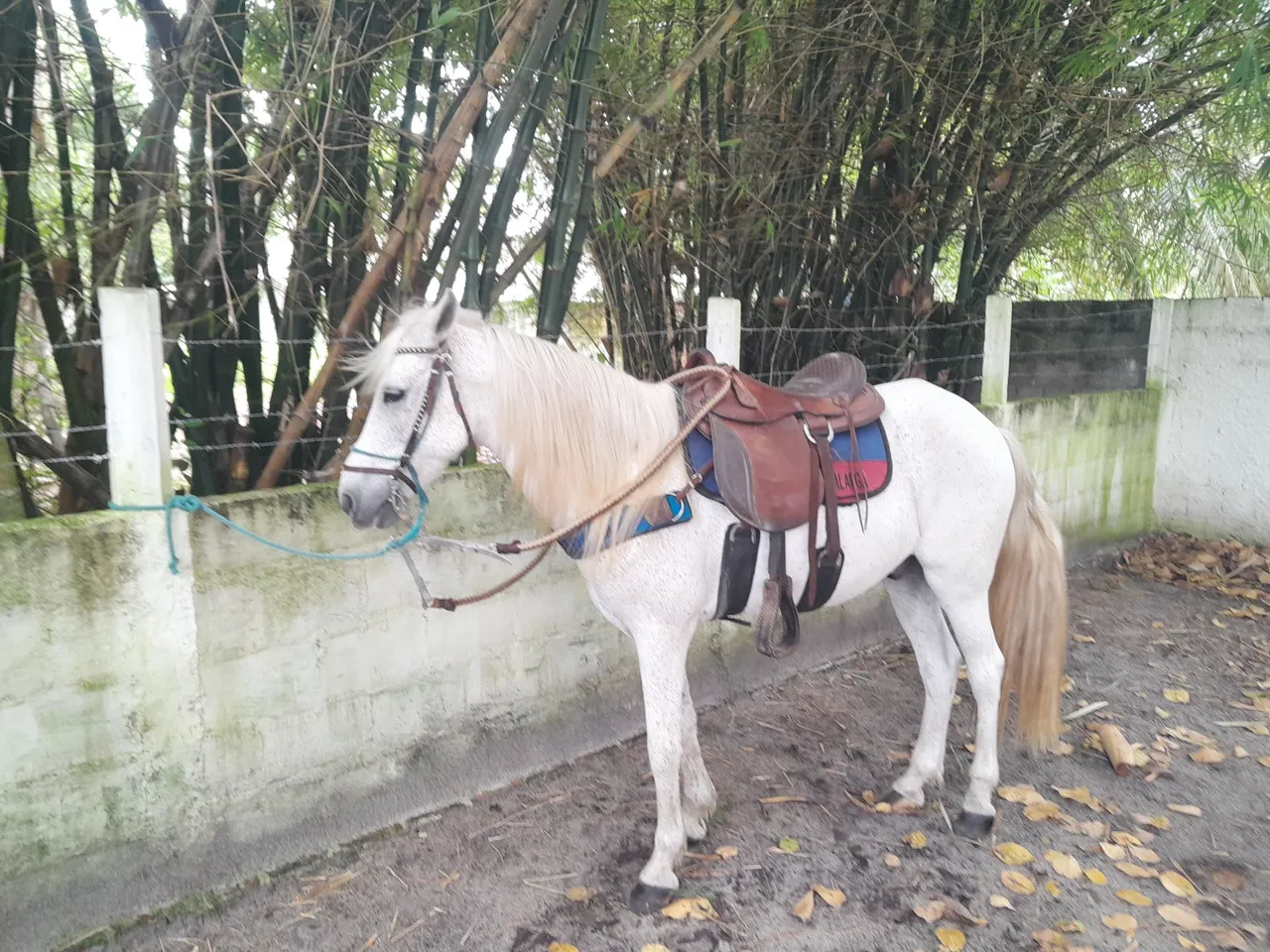 cavalo passada