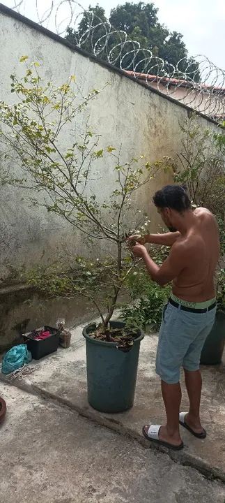 Acerola já produziu. - Foto 2