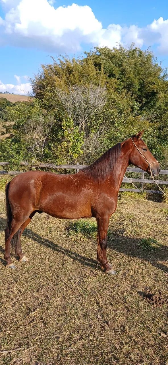 Cavalo Mangalarga Marchador 