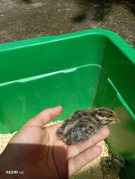 Codorninhas com 1 semana - Foto 2