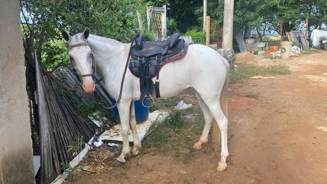 Égua porte médio picado  - Foto 4