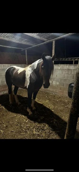 Potro mangalarga pampa de preto