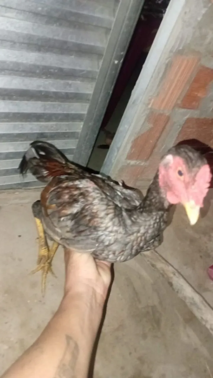 Frango mestiço