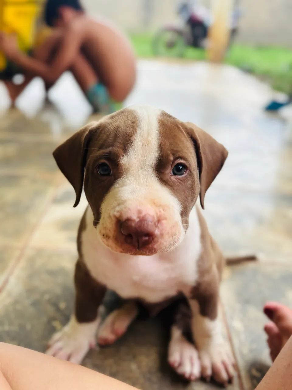 Pit Monster - Foto 4