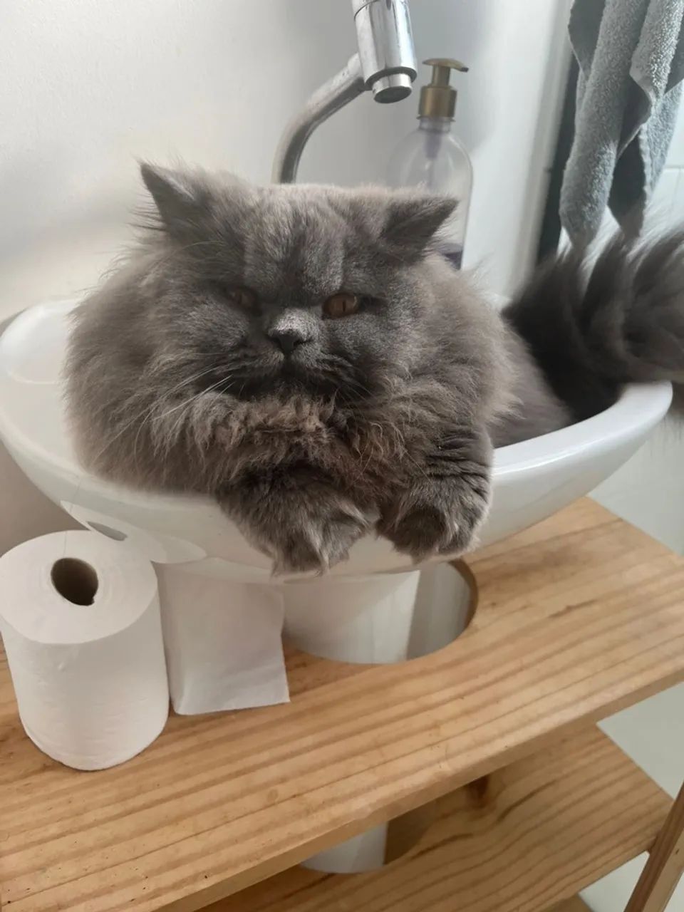 Gato Persa Cinza Procura Namorada Persa para Cruzar! - Foto 3