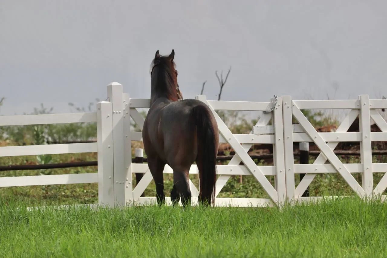 Cavalo Quarto de Milha - Sêmen/Cobertura - Foto 4