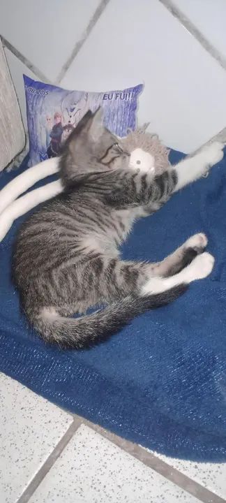 Doação gato macho  - Foto 2