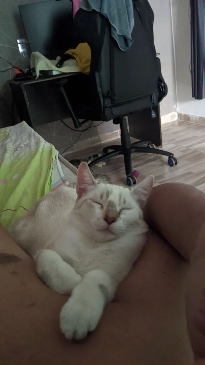 Gato persa disponível para adoção - Foto 2