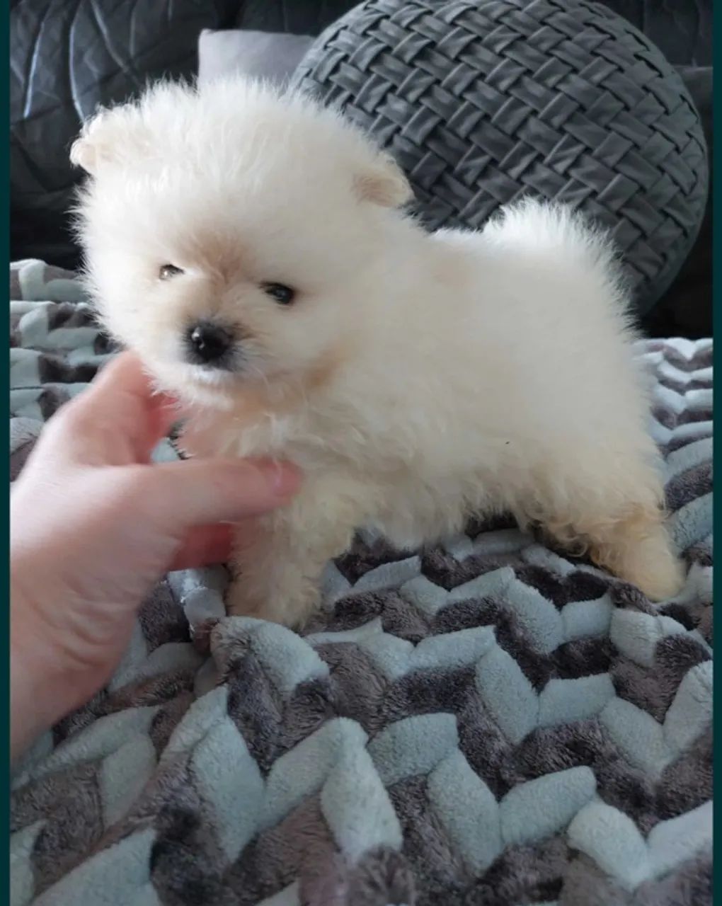 Spitz Alemão anão- Filhotes de raça Premium com documentação completa!!