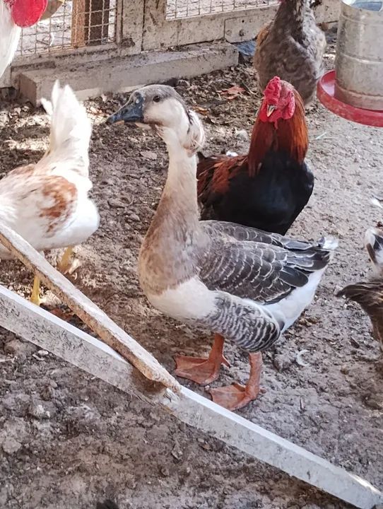 Casal de Ganso Sinaleiro- criados com amor - Foto 2