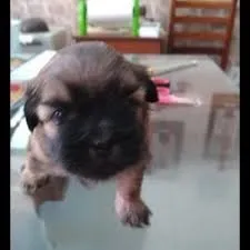 Poodle x York chama no ZAP 