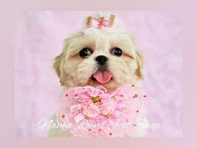 Shihtzu filhote fêmea  - Foto 3