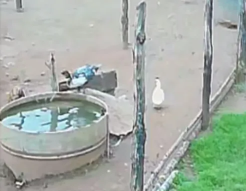 Ovo de pata