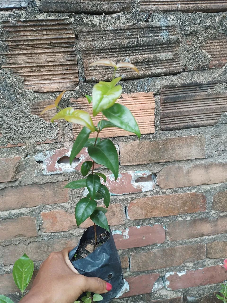 Muda de pitanga.  não exertado  - Foto 2