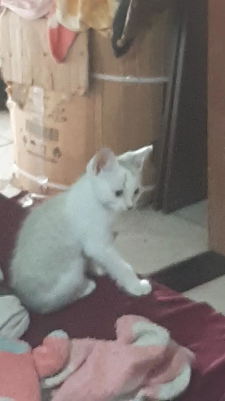 Doação de gatos filhotes - Foto 2