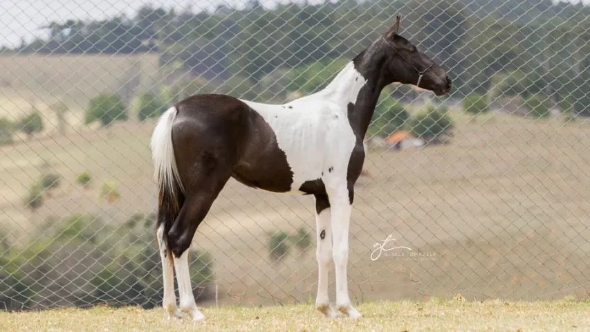 Lindos Potros e Potras Mangalarga Marchador, puro sangue, registrados, várias pelagens.