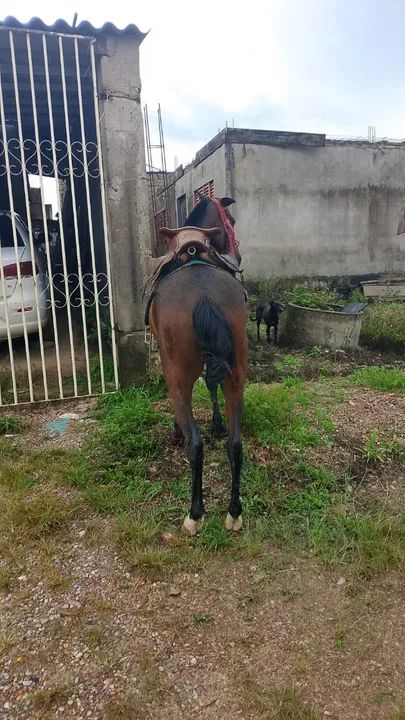 Cavalo equipado  - Foto 2