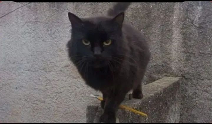 Doação gata fêmea com os assessórios dela leia bem o anúncio 