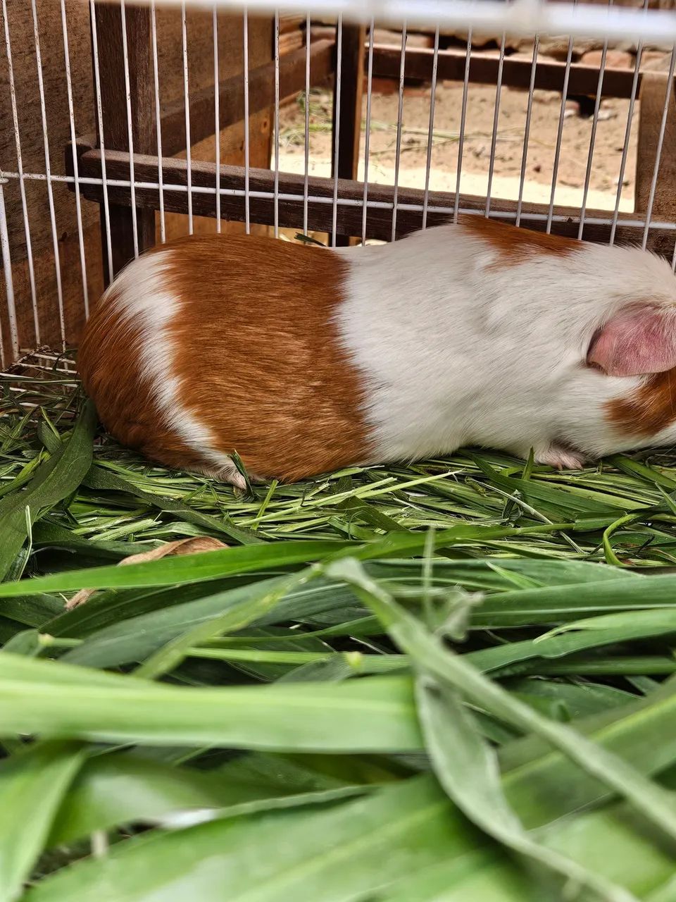 Cuy peruano  - Foto 3