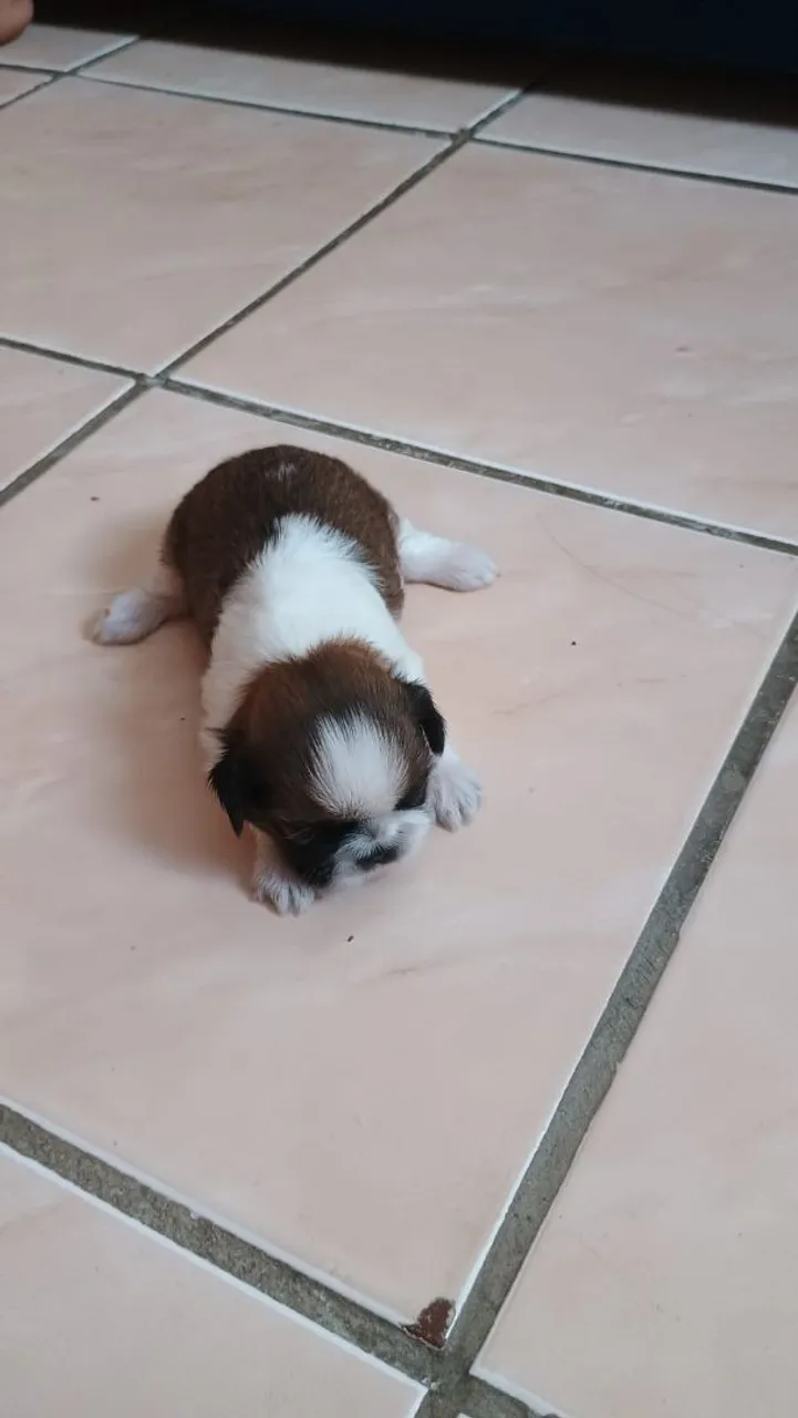 Filhote Shih Tzu disponível para venda